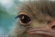 Eurostar inclui avestruz em anúncios criativos para seu 25º aniversário