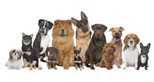As 16 raças de cães mais inteligentes Facilitamos sua vida para você gastar seu tempo com o que interessa de verdade. Reunimos vagas e oportunidades de empregos de vários sites no Mural.