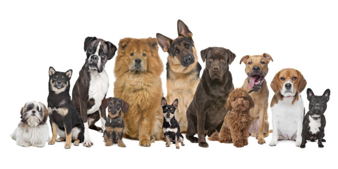 As 16 raças de cães mais inteligentes